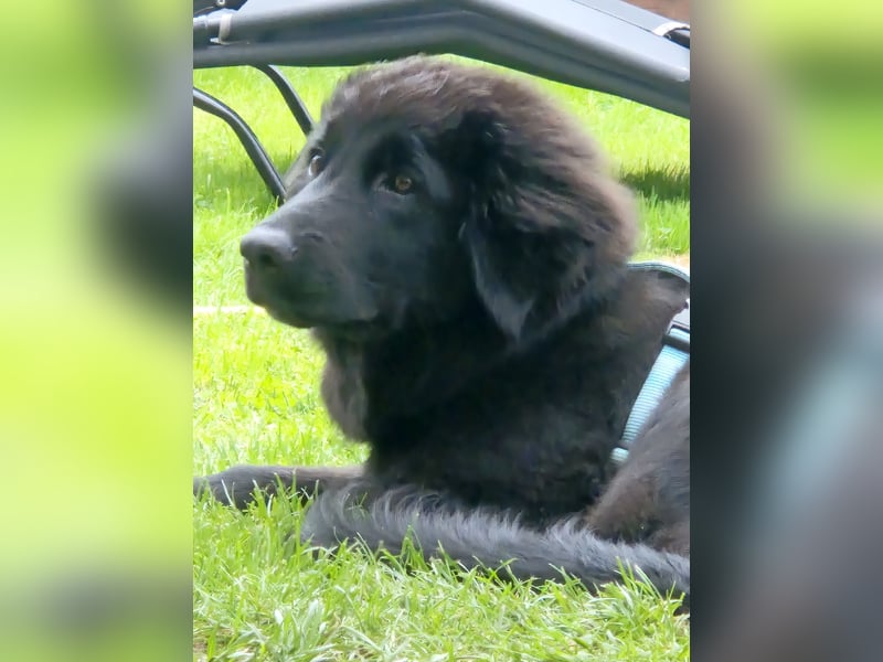 Liebevolles Zuhause mit Hundeerfahrung gesucht