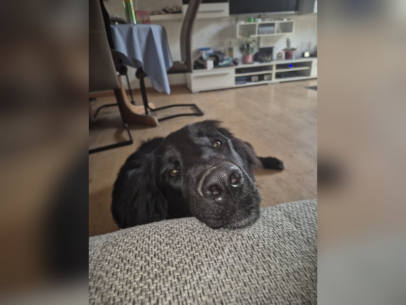 Liebevolles Zuhause mit Hundeerfahrung gesucht