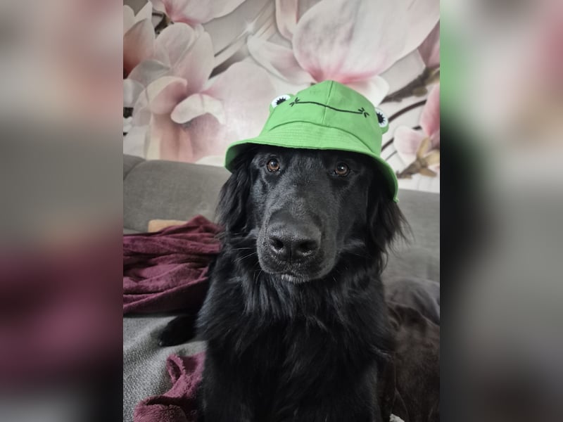Liebevolles Zuhause mit Hundeerfahrung gesucht