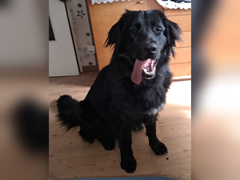 Liebevolles Zuhause mit Hundeerfahrung gesucht