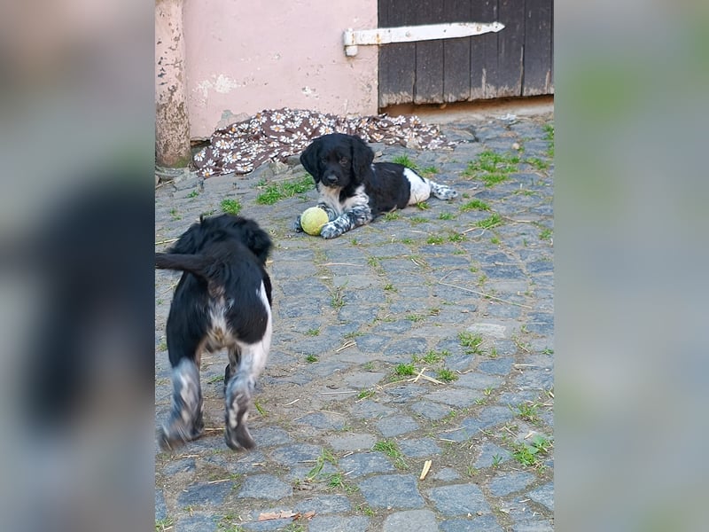 Grosse Münsterländer Welpen