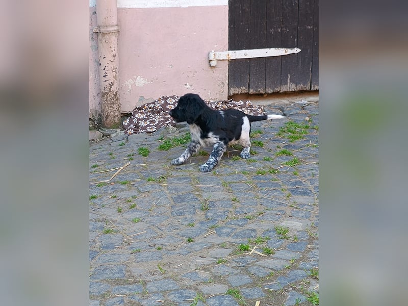 Grosse Münsterländer Welpen