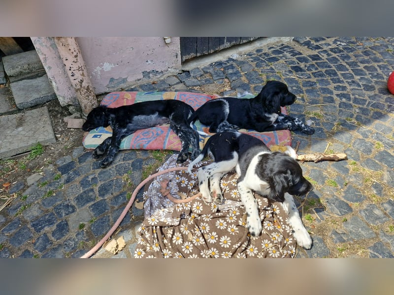 Grosse Münsterländer Welpen