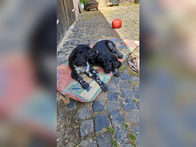 Grosse Münsterländer Welpen