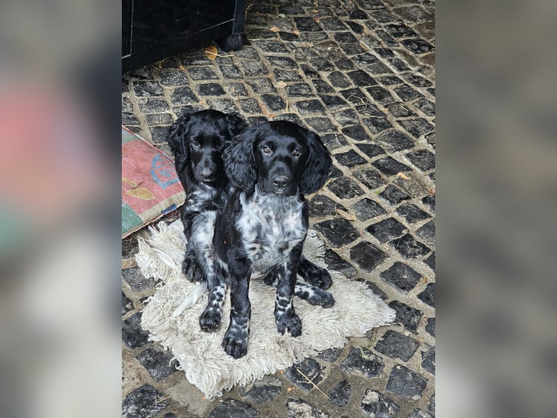 Grosse Münsterländer Welpen
