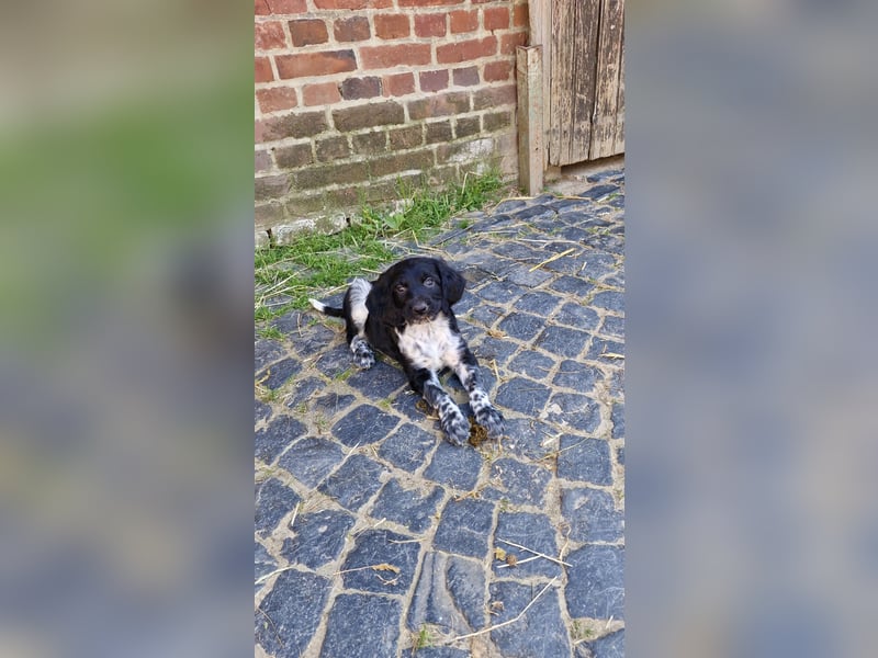 Grosse Münsterländer Welpen