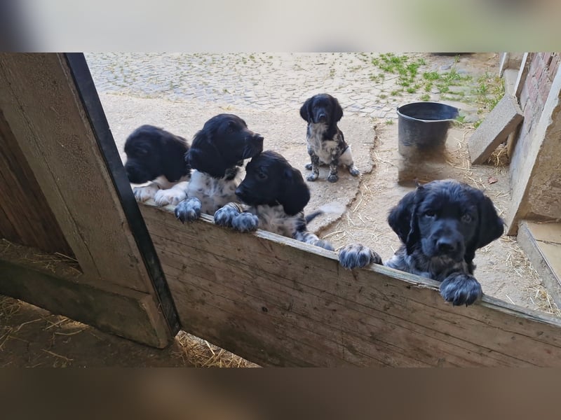 Grosse Münsterländer Welpen