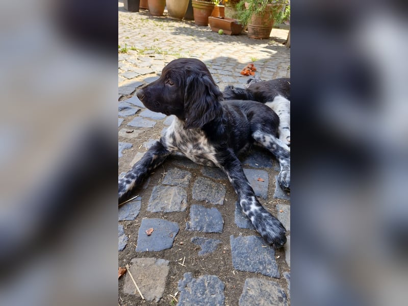 Grosse Münsterländer Welpen