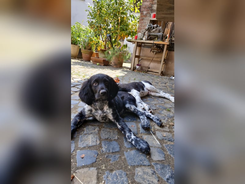 Grosse Münsterländer Welpen