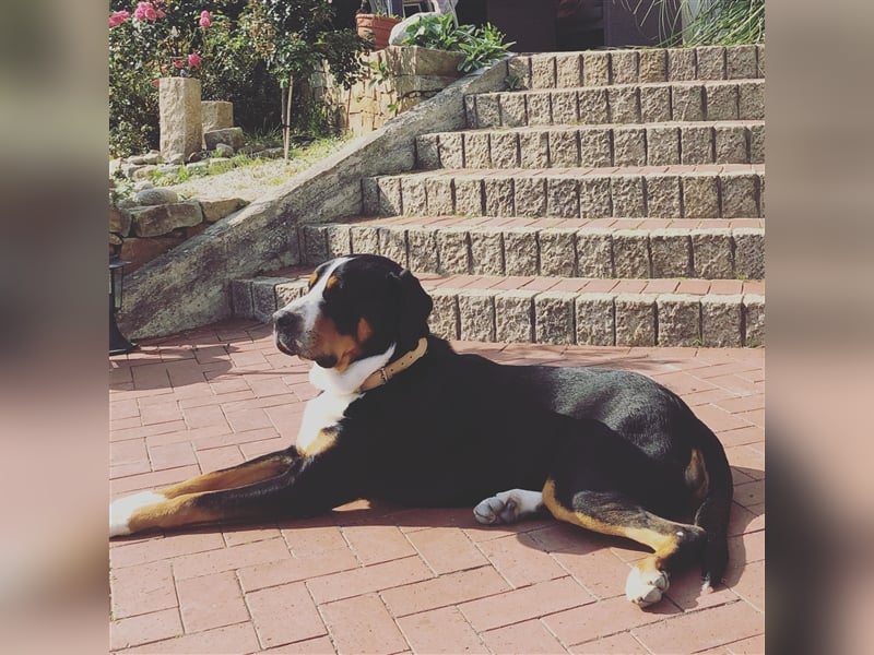 Grosser Schweizer Sennenhund Deckrüde