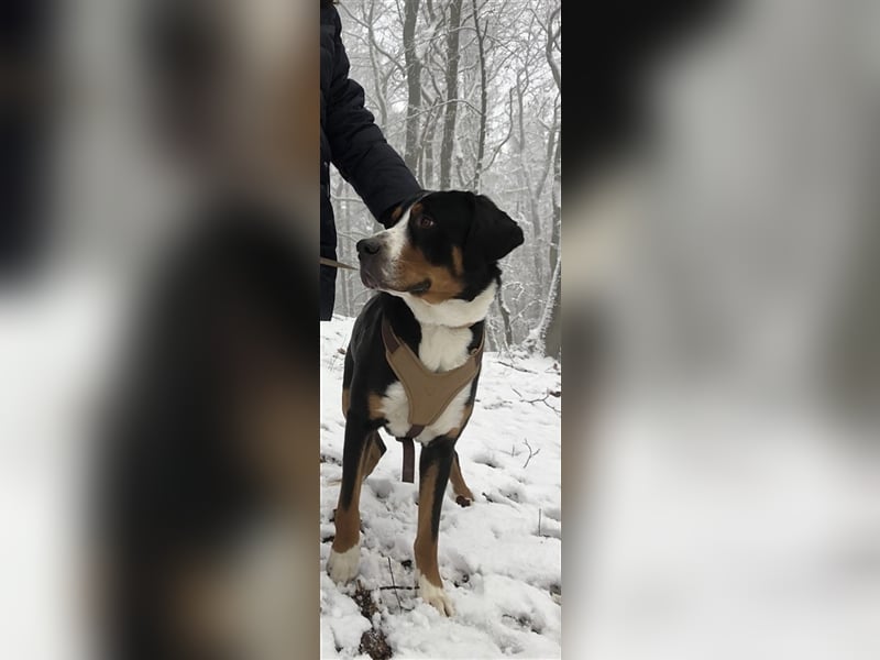 Grosser Schweizer Sennenhund Deckrüde