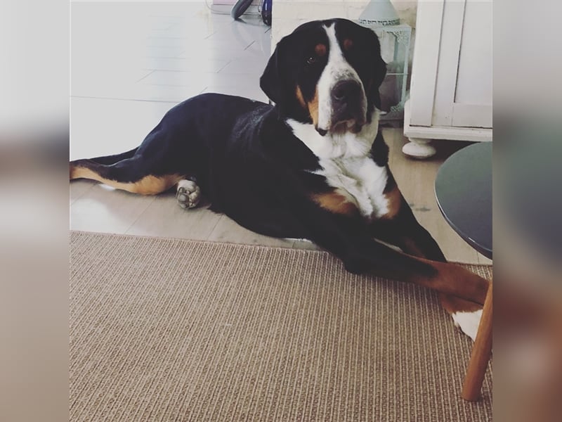 Grosser Schweizer Sennenhund Deckrüde