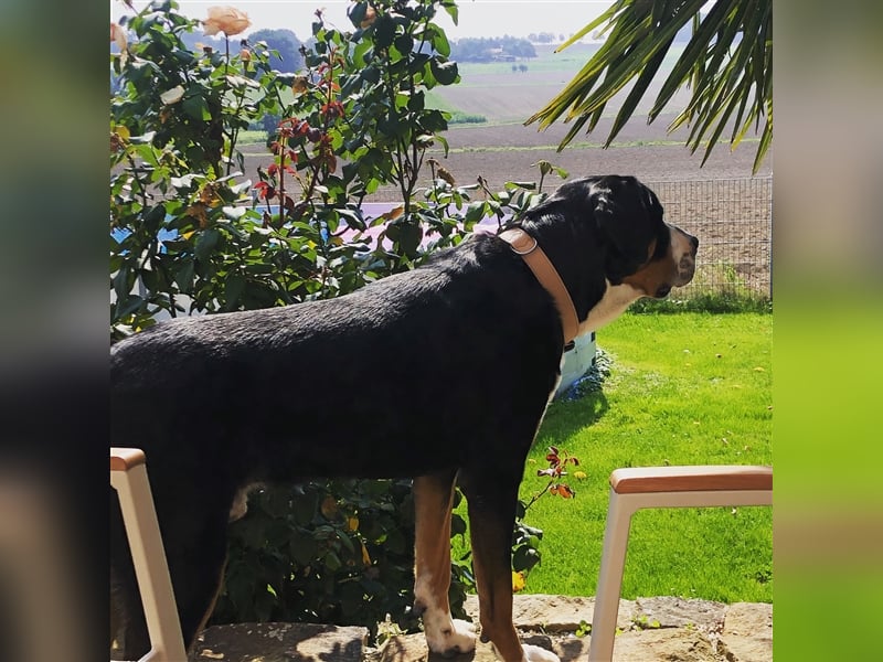 Grosser Schweizer Sennenhund Deckrüde