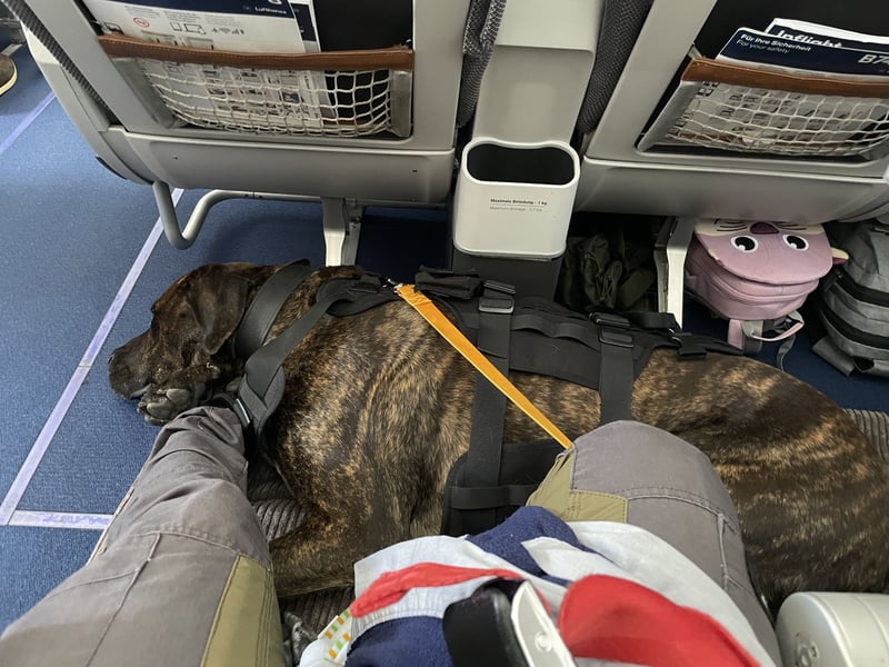 Assistenzhund Deckrüde Großer Schweizer Sennen x Antikdogge