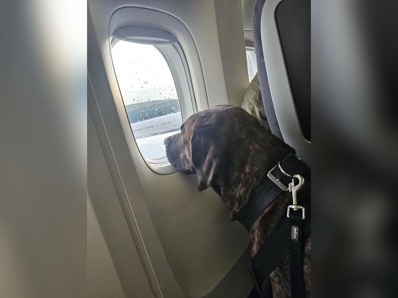 Assistenzhund Deckrüde Großer Schweizer Sennen x Antikdogge