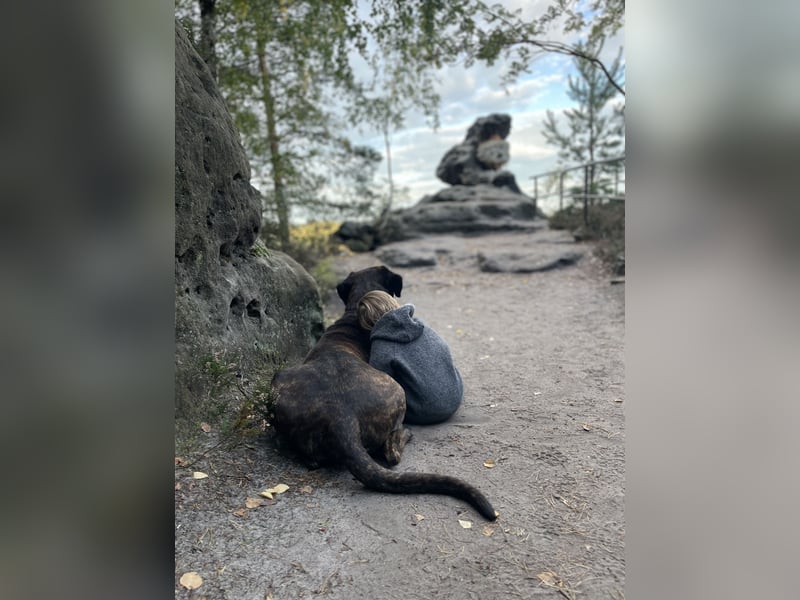 Assistenzhund Deckrüde Großer Schweizer Sennen x Antikdogge