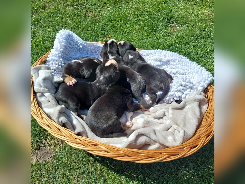 Schweizer Sennenhund Welpen