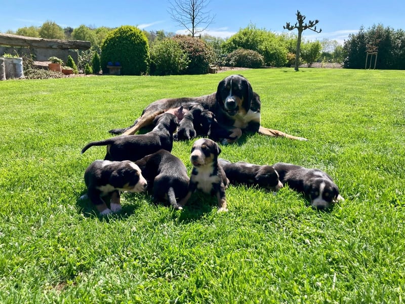 Schweizer Sennenhund Welpen