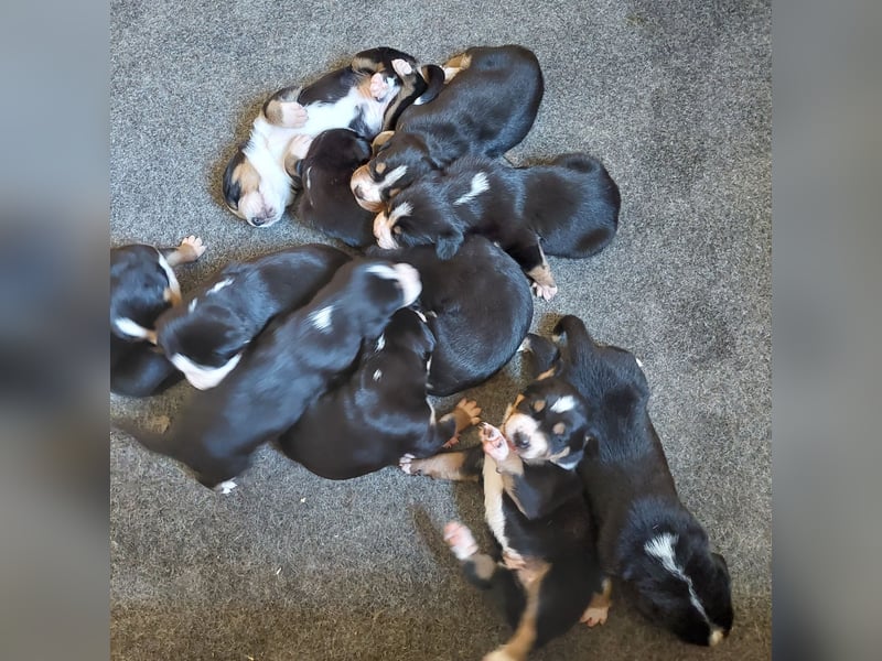 Schweizer Sennenhund Welpen