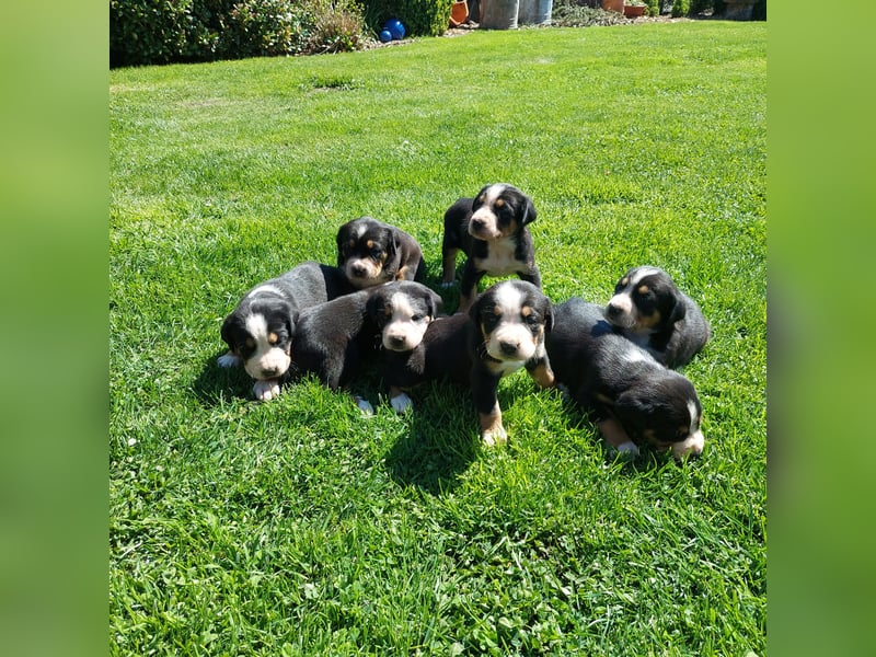 Schweizer Sennenhund Welpen