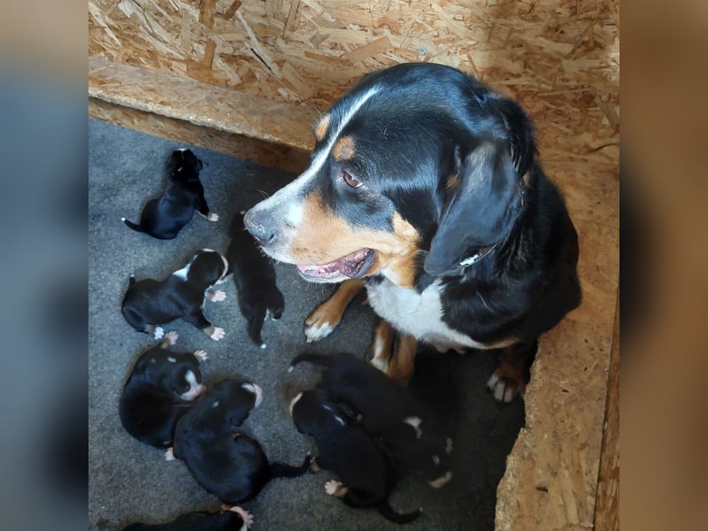 Schweizer Sennenhund Welpen