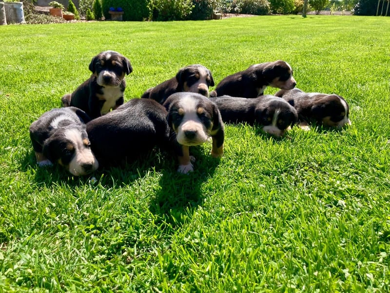 Schweizer Sennenhund Welpen