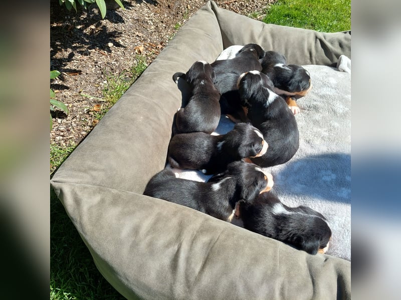 Schweizer Sennenhund Welpen