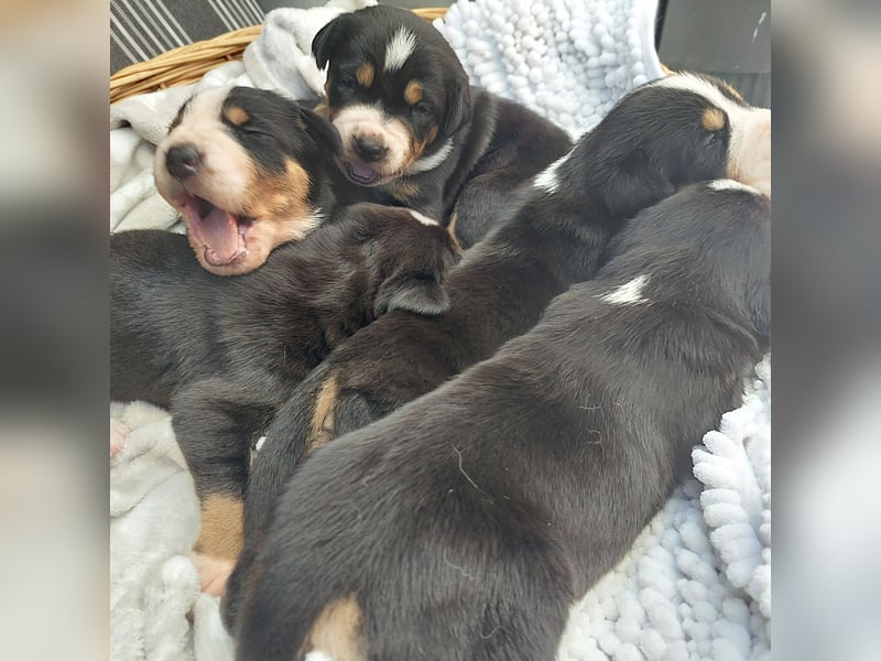 Schweizer Sennenhund Welpen