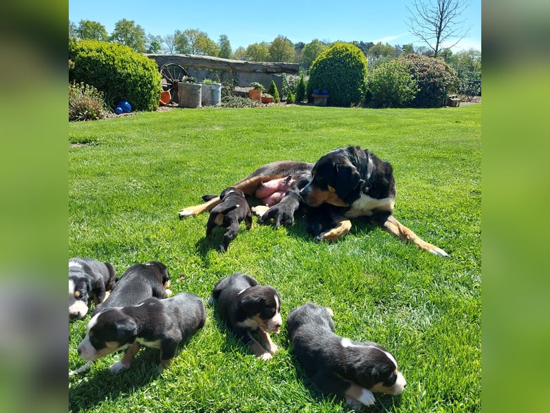 Schweizer Sennenhund Welpen