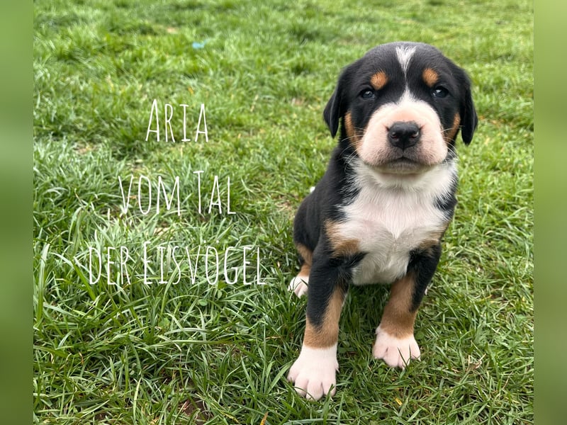 Welpen Großer Schweizer Sennenhund mit Ahnentafel