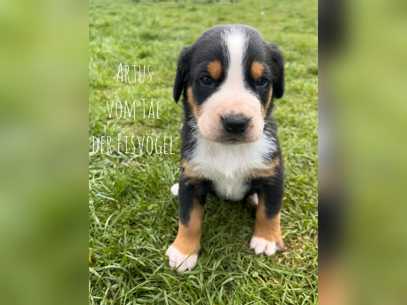 Welpen Großer Schweizer Sennenhund mit Ahnentafel