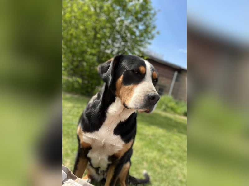 Welpen Großer Schweizer Sennenhund mit Ahnentafel