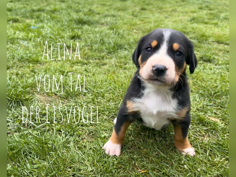 Welpen Großer Schweizer Sennenhund mit Ahnentafel
