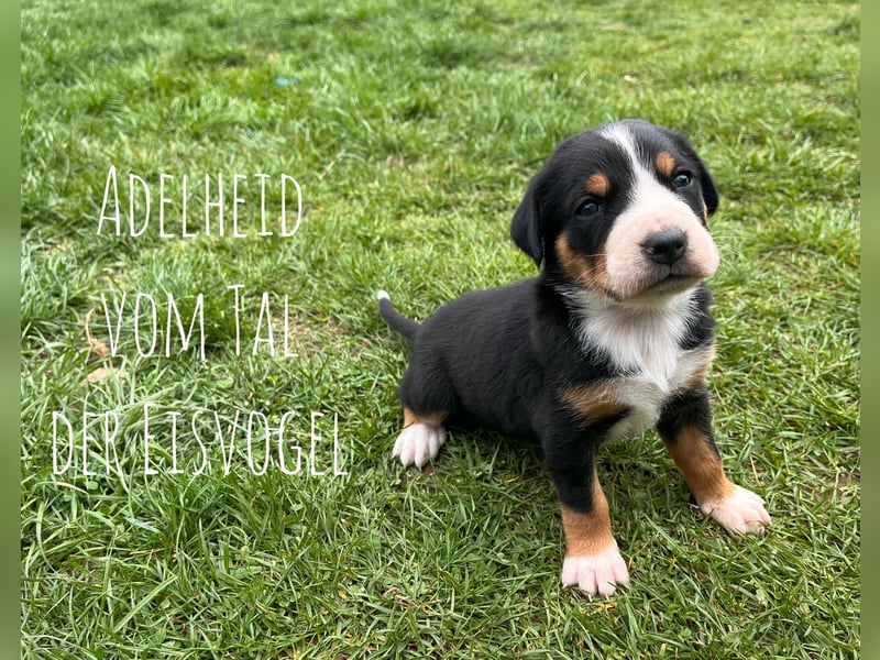 Welpen Großer Schweizer Sennenhund mit Ahnentafel