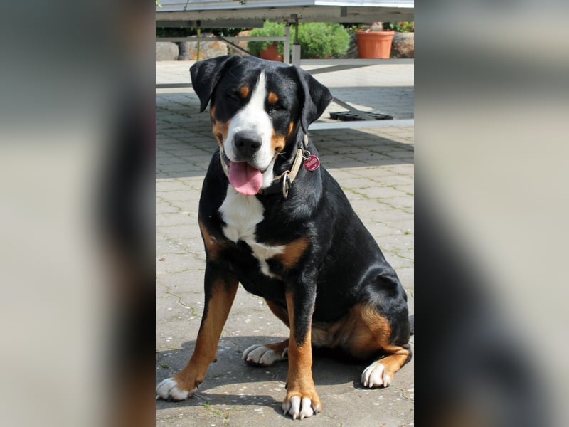 Gesucht Deckrüde Schweizer Sennenhund