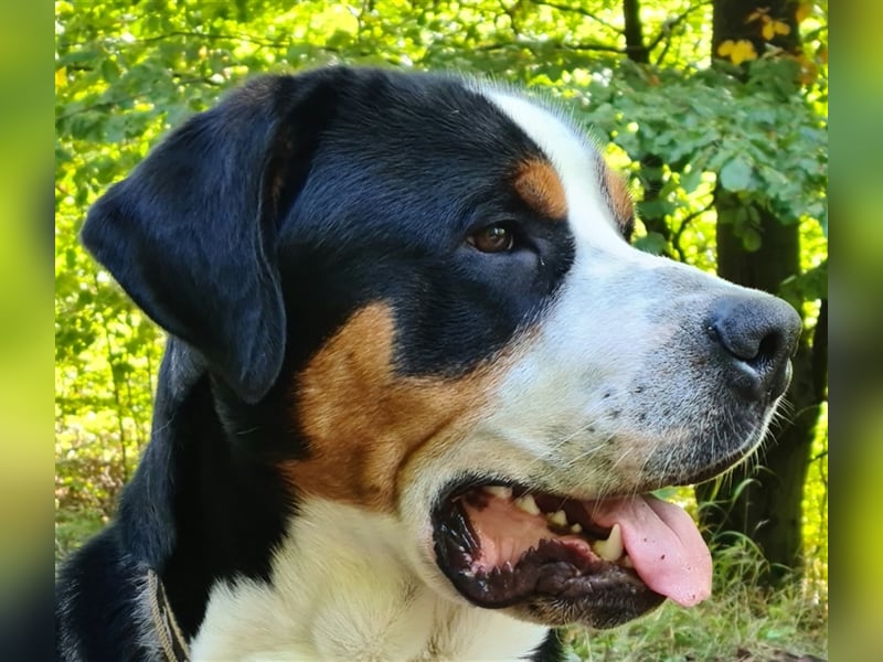Grosser Schweizer Sennenhund zuchttauglicher Deckrüde mit Papieren