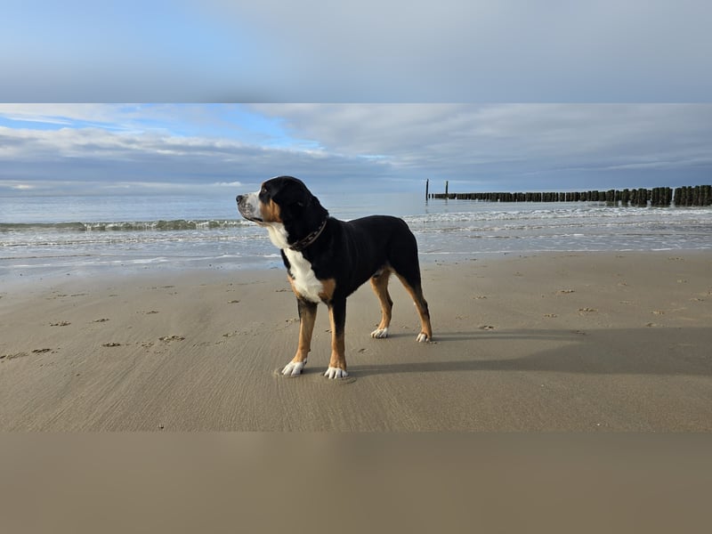 Grosser Schweizer Sennenhund zuchttauglicher Deckrüde mit Papieren