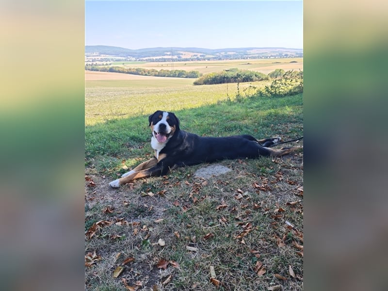 Grosser Schweizer Sennenhund zuchttauglicher Deckrüde mit Papieren