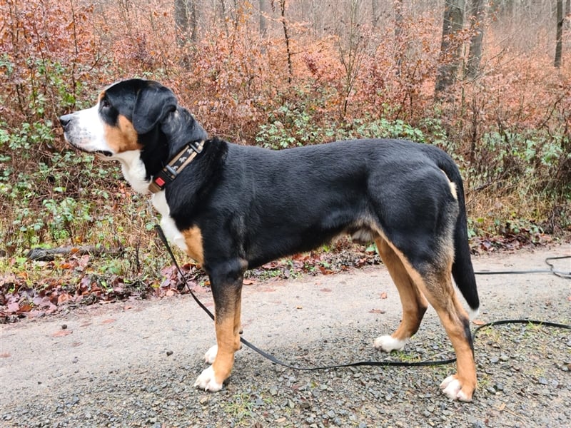 Grosser Schweizer Sennenhund zuchttauglicher Deckrüde mit Papieren