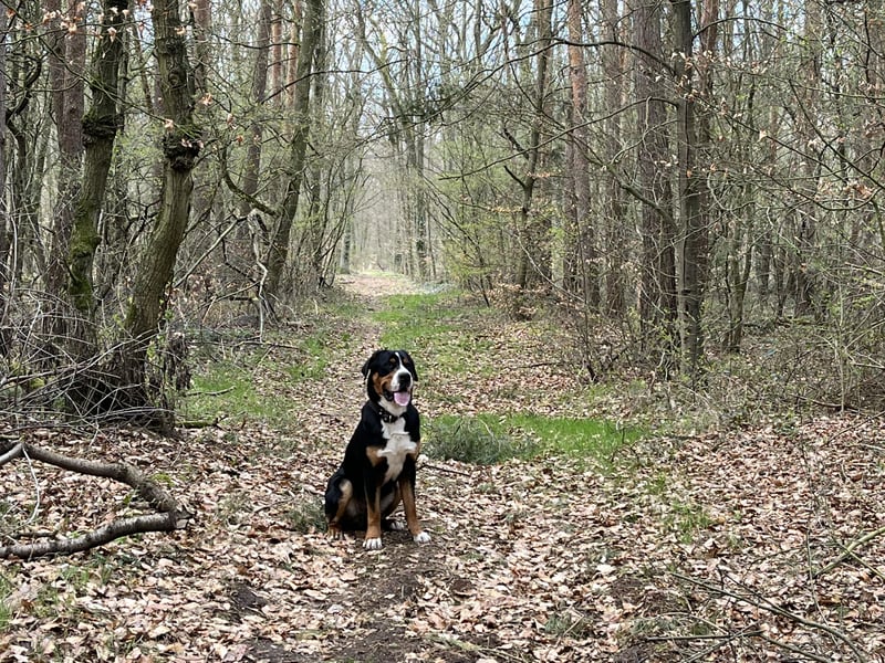 Großer Schweizer Sennenhund