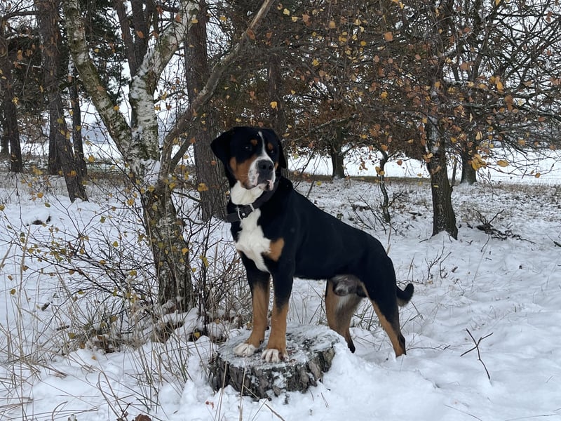 Großer Schweizer Sennenhund