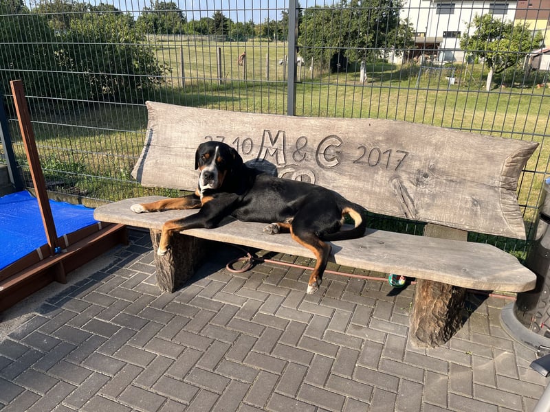 Großer Schweizer Sennenhund
