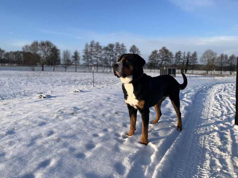 Großer Schweizer Sennenhund