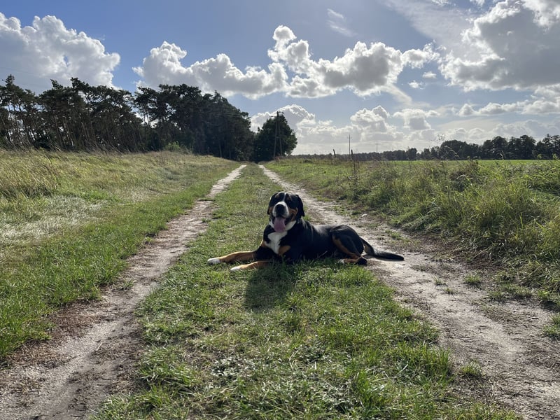 Großer Schweizer Sennenhund
