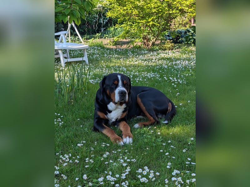 Deckungen von eingetragenem, untersuchtem Großen Schweizer Sennenhund Deckrüden mit Auszeichnungen
