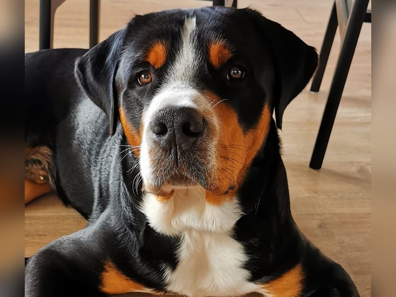 Deckungen von eingetragenem, untersuchtem Großen Schweizer Sennenhund Deckrüden mit Auszeichnungen
