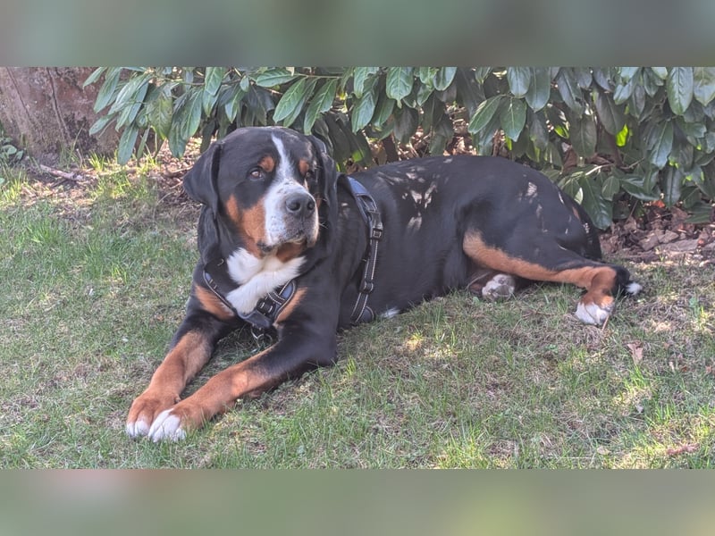 Deckungen von eingetragenem, untersuchtem Großen Schweizer Sennenhund Deckrüden mit Auszeichnungen