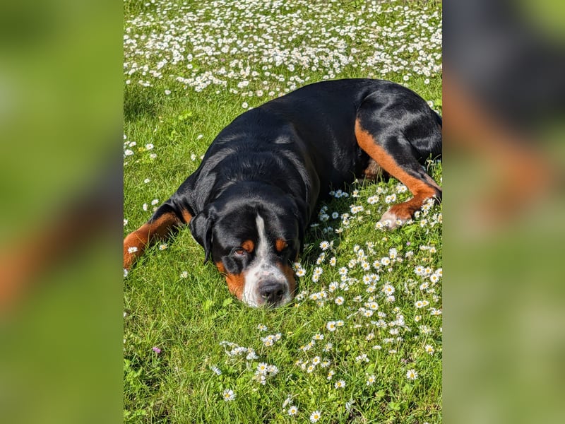 Deckungen von eingetragenem, untersuchtem Großen Schweizer Sennenhund Deckrüden mit Auszeichnungen