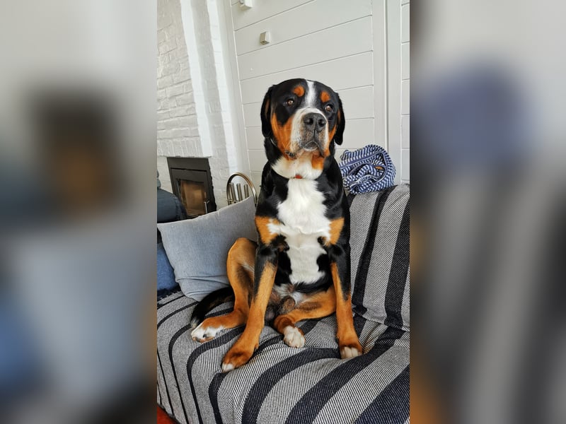Deckungen von eingetragenem, untersuchtem Großen Schweizer Sennenhund Deckrüden mit Auszeichnungen