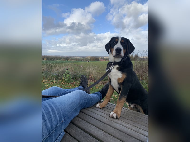 Sam - ein reinrassiger Großer Schweizer Sennenhund